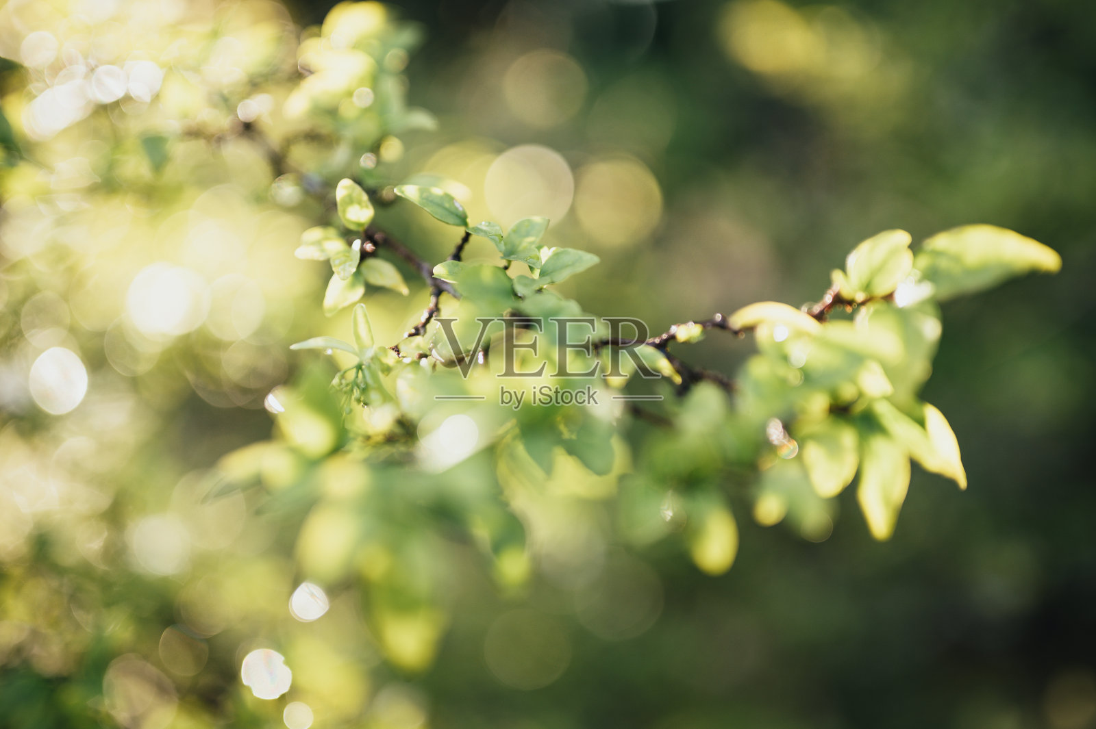 近距离的早晨新鲜的自然绿色的观点，在绿色植物模糊的背景和阳光在公共花园与copyspace照片摄影图片