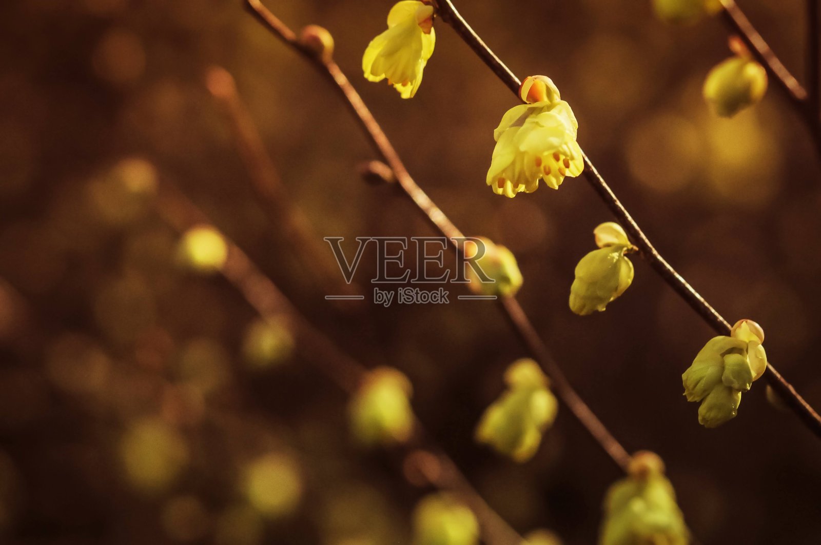 春天的花朵照片摄影图片