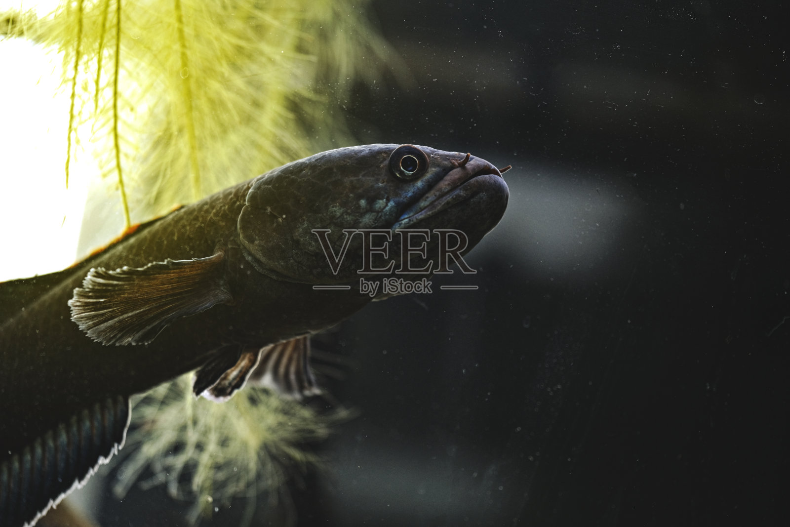 水族老挝火背鱼-黑鱼照片摄影图片