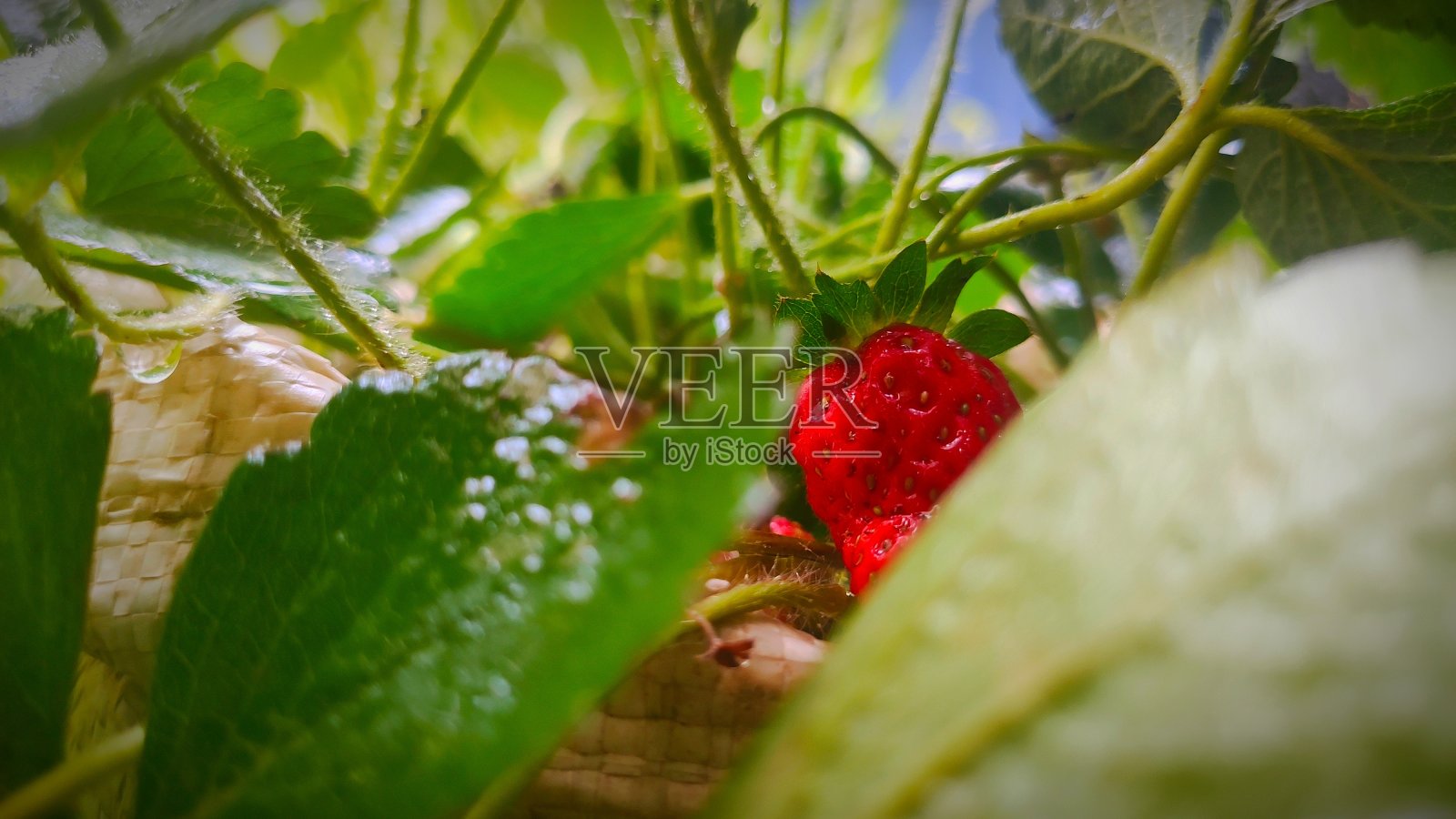 草莓照片摄影图片