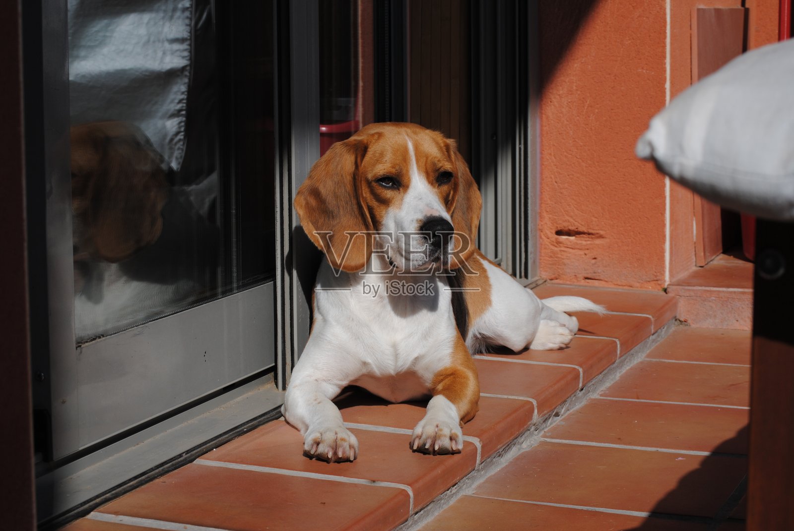 狗照片摄影图片