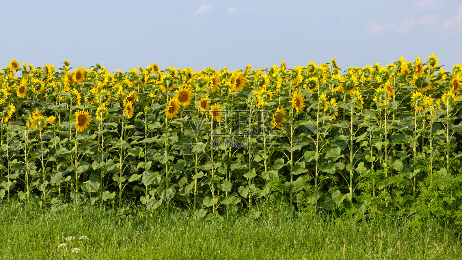向日葵田照片摄影图片