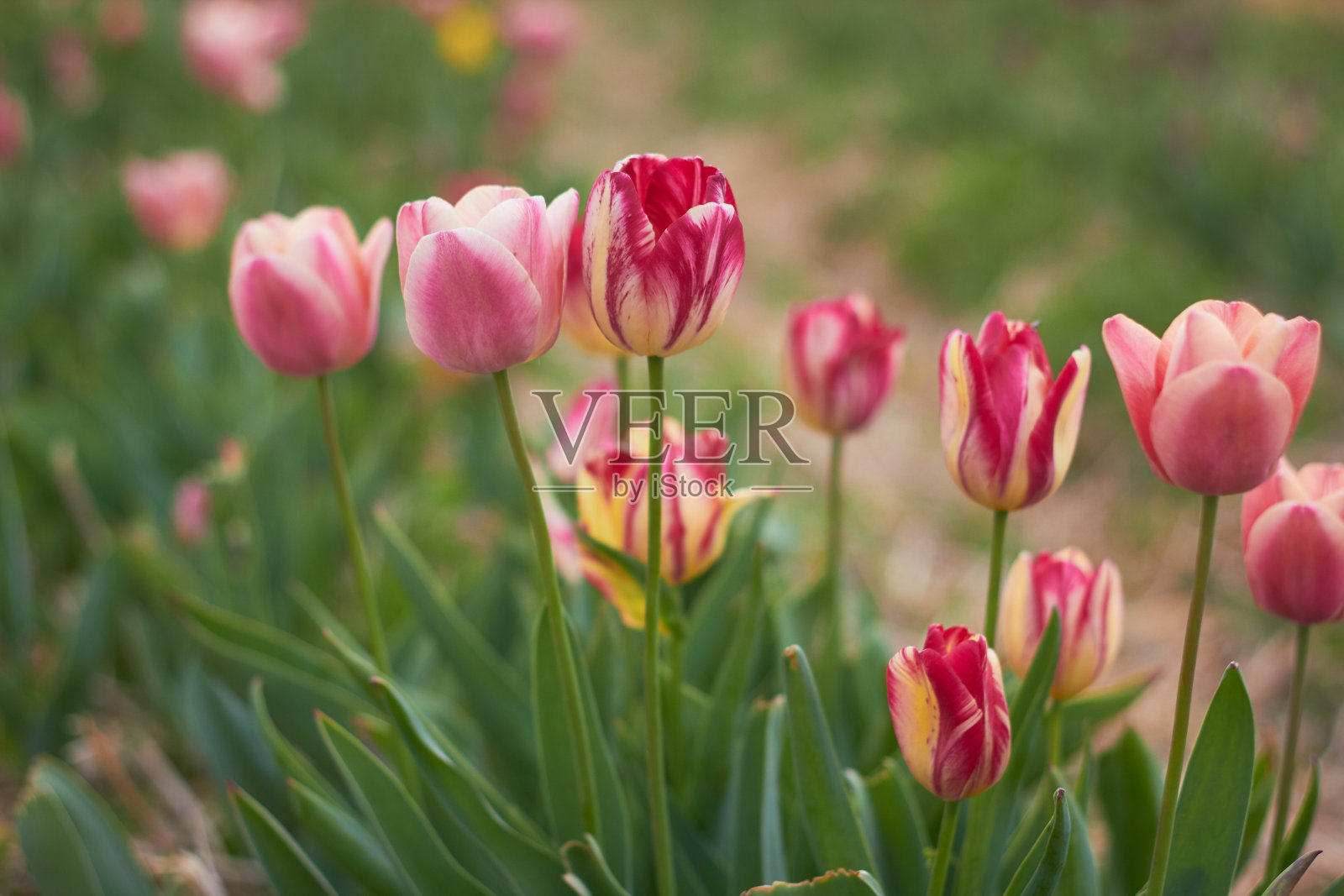 郁金香节上美丽的彩色郁金香，大自然之美，春天，青春，成长概念照片摄影图片
