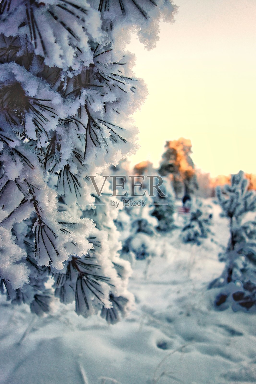 冬天照片摄影图片