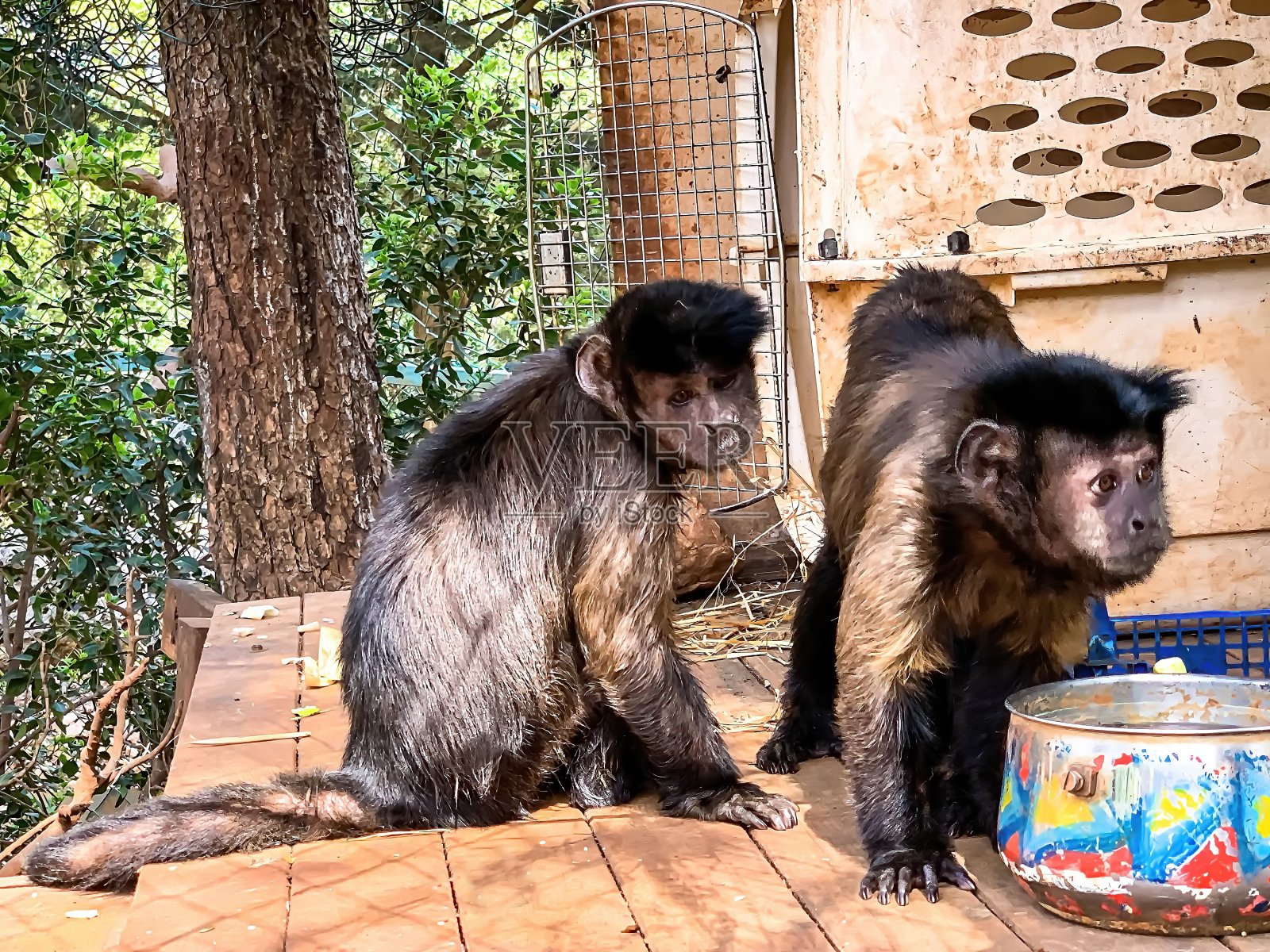 树荫下鸟舍里的卷尾猴照片摄影图片