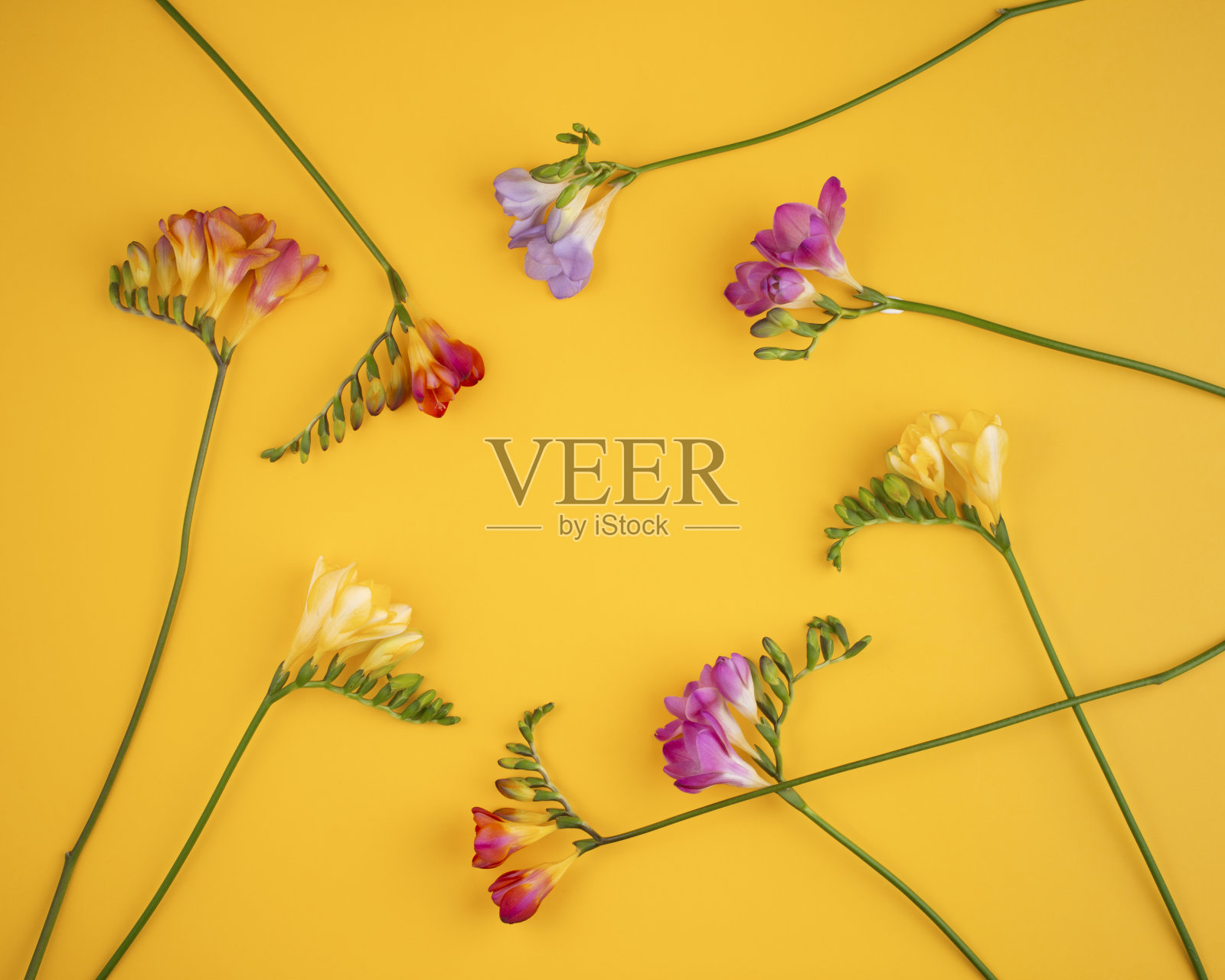 黄色背景的新鲜小苍兰花组成。平躺，俯视图。副本的空间。照片摄影图片