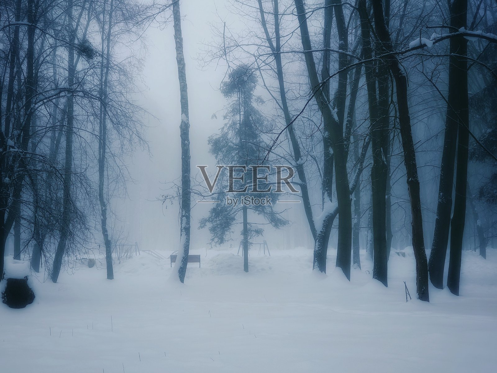 神秘的冬日森林中的迷雾。浓雾中阴沉的白雪森林。照片摄影图片