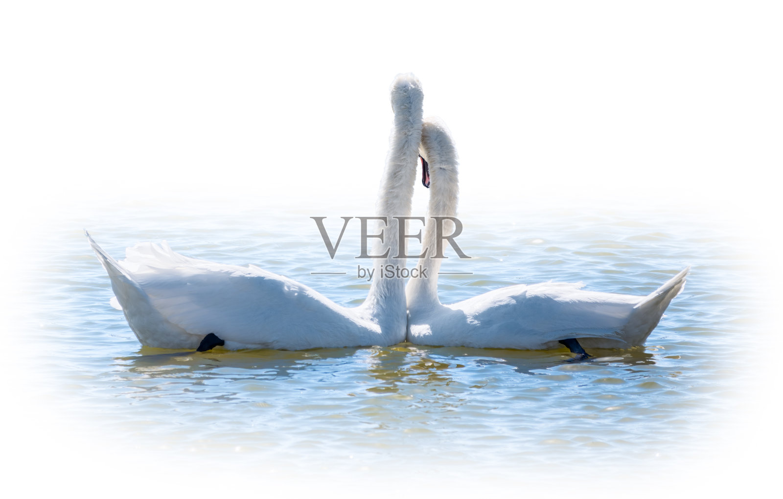 两只优美的白天鹅在湖中游泳，孤立在白色的背景上。一对白天鹅的交配游戏。天鹅在大自然的水面上游泳。情人节的背景照片摄影图片