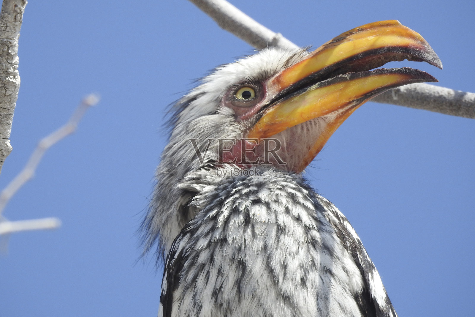 南方只手杖照片摄影图片