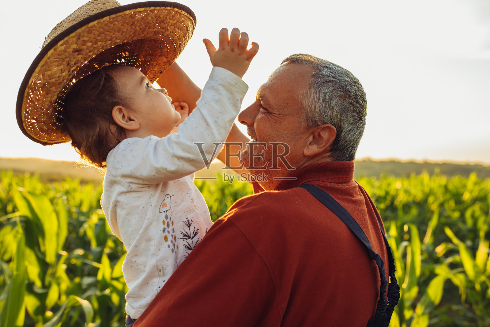 玉米地里的幸福家庭。一家人站在玉米地里看日出照片摄影图片