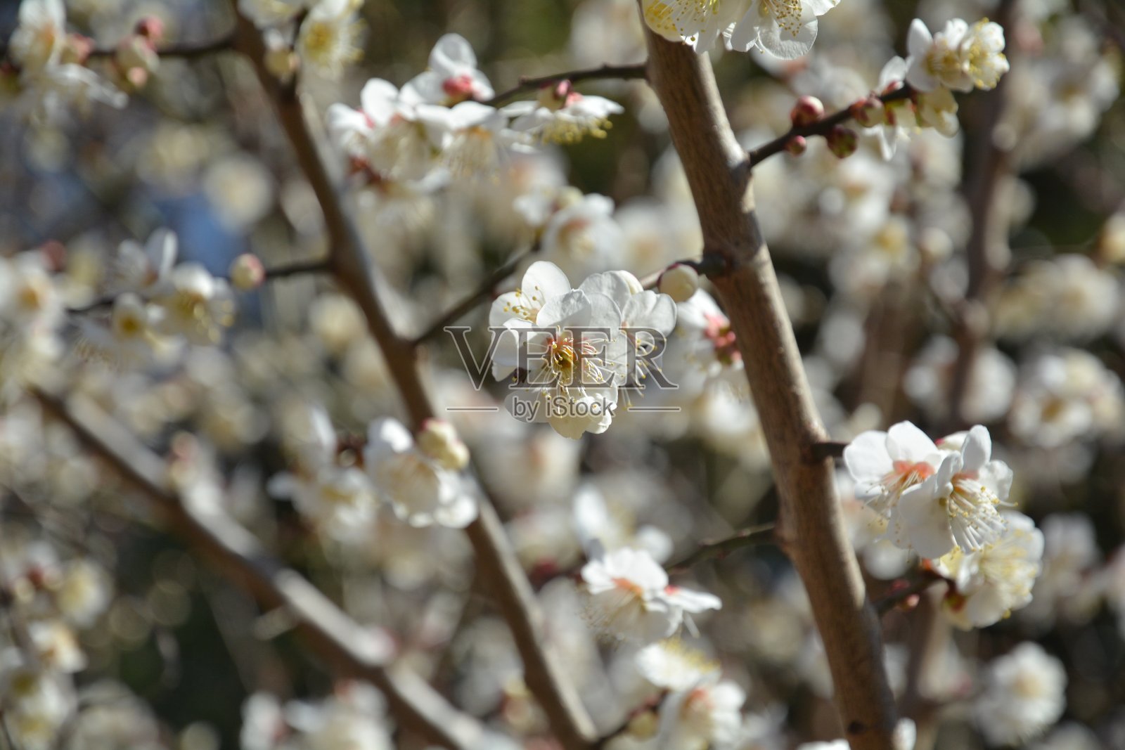 李子照片摄影图片
