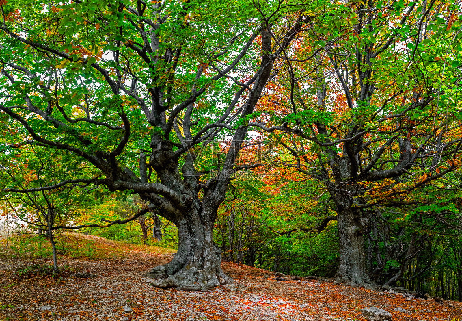 秋日的山毛榉树丛，树叶开始变黄照片摄影图片