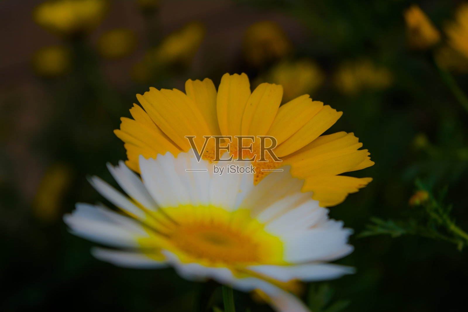 黄色墨西哥向日葵杂草。花的黄色花瓣与选择性焦点。照片摄影图片