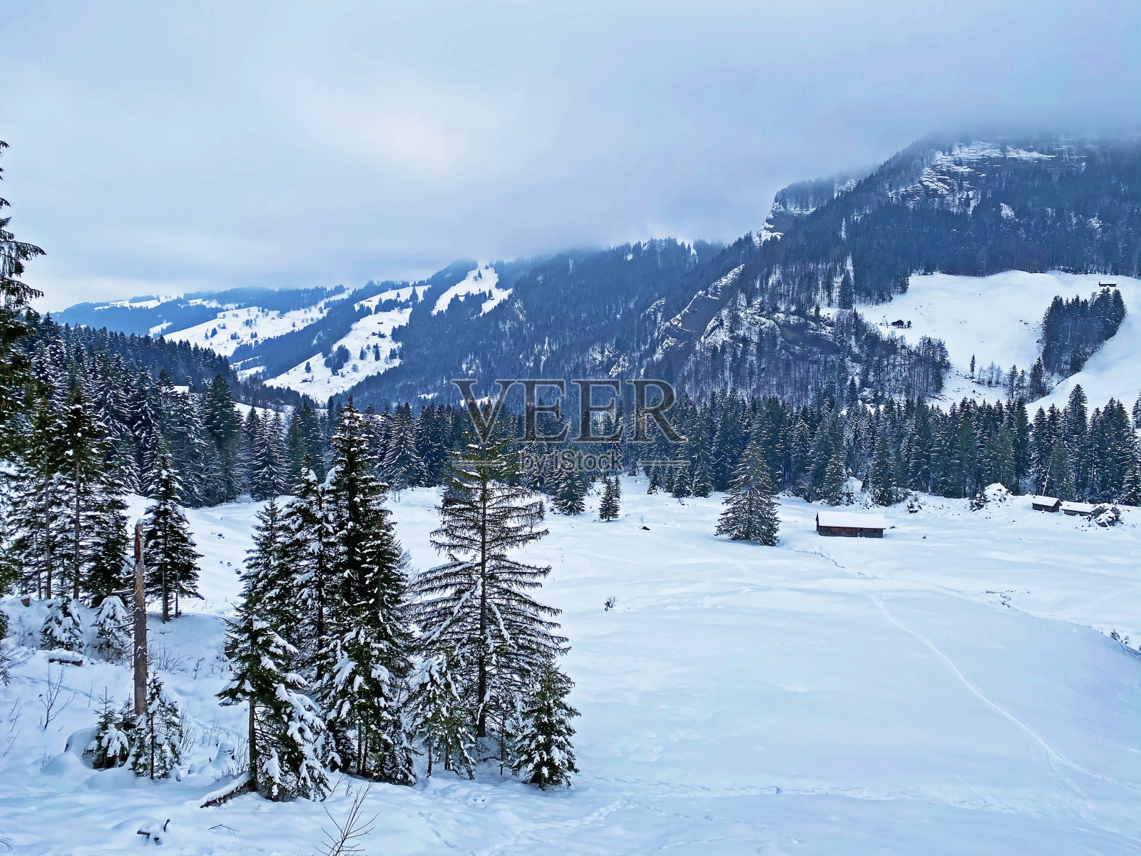 阿彭策尔阿尔卑斯山脉的阿尔普斯坦山脉针叶林中神秘的冬季气氛，Ennetbühl或Ennetbuehl -圣加仑州，瑞士(瑞士)照片摄影图片