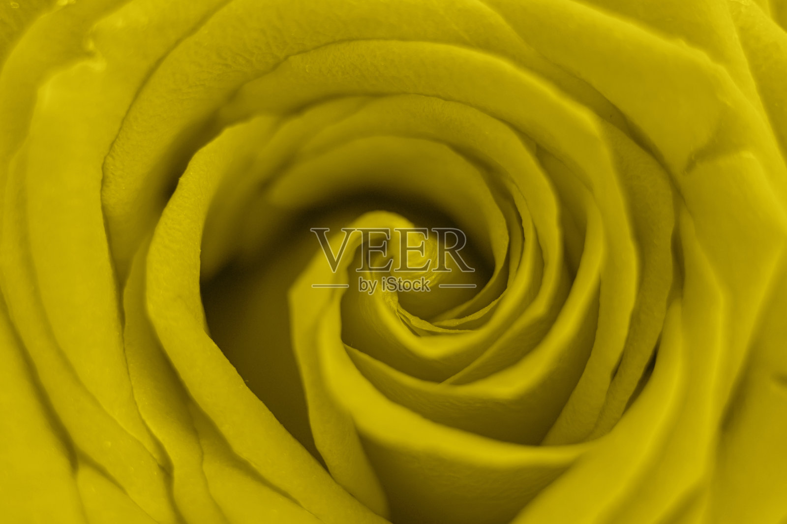 黄色的玫瑰花盛开了。玫瑰的花瓣靠近。色调的照明，2021年的趋势颜色照片摄影图片