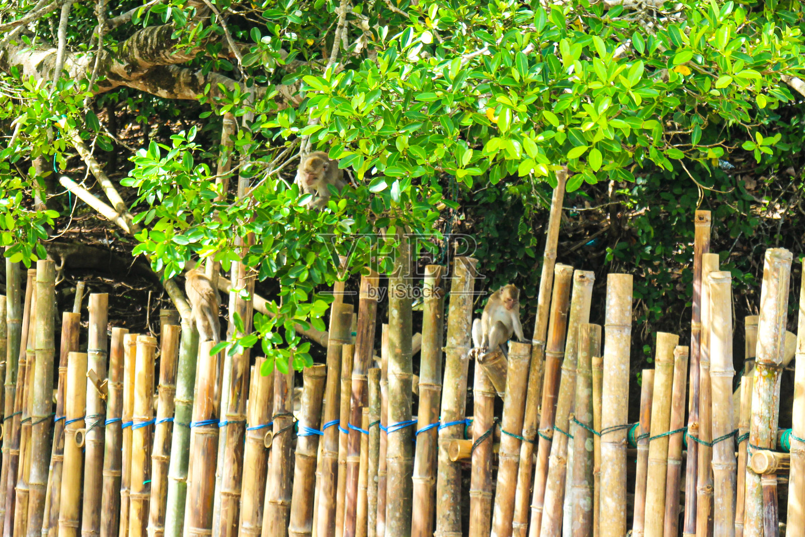 自然保护区竹篱笆上的猴子照片摄影图片