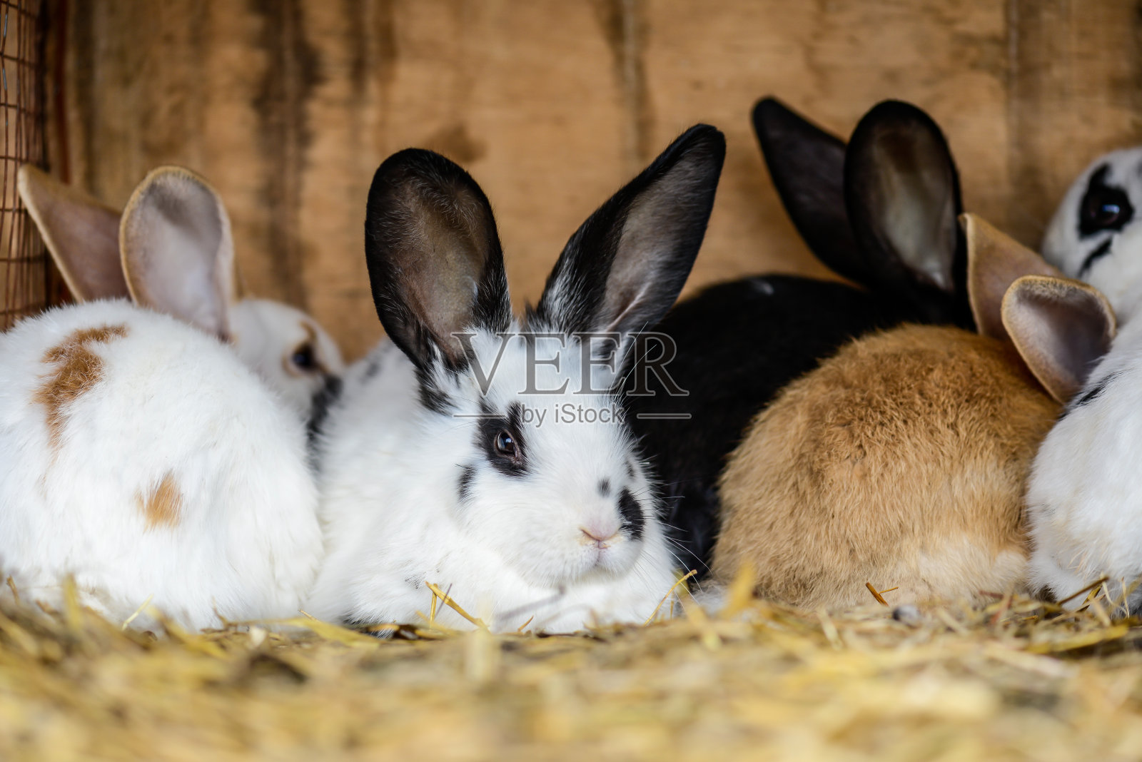 复活节兔子肖像寻找观众的背景照片摄影图片