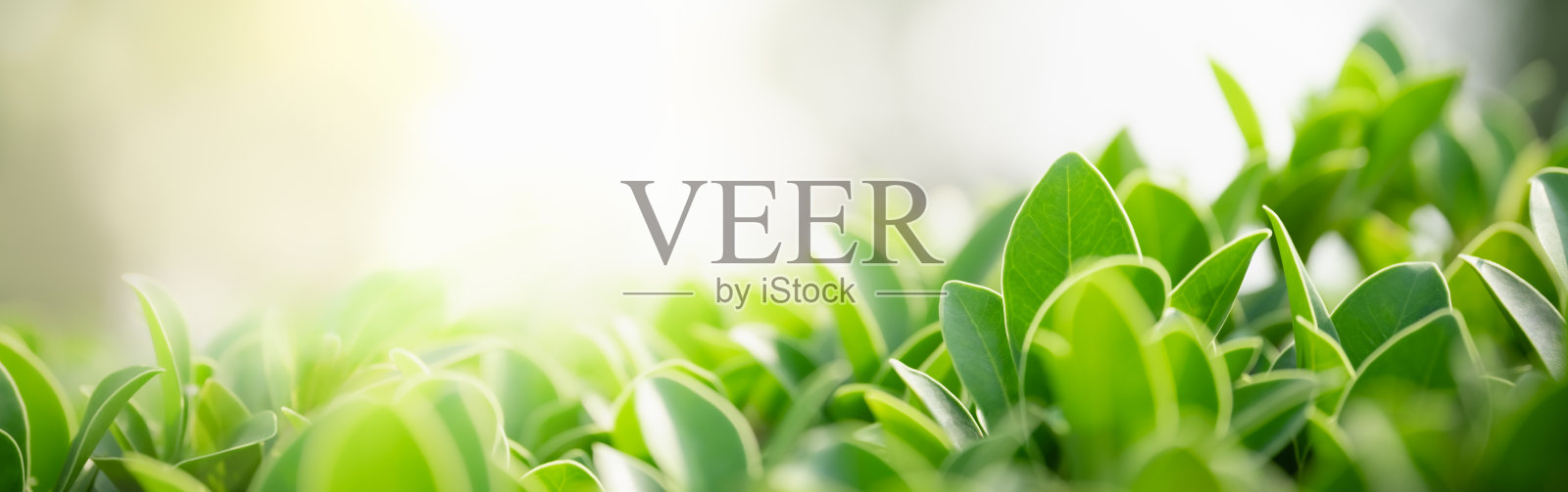在花园中模糊的绿色植物背景上的绿色自然叶子的特写，以散景和复制空间作为背景封面概念。照片摄影图片