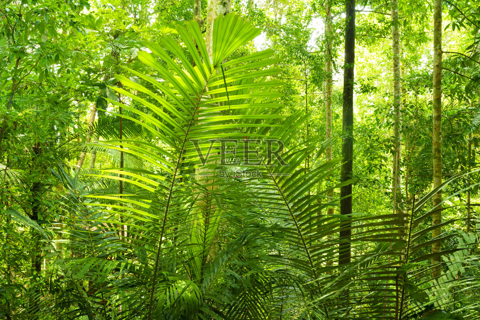 (选择性聚焦)马来西亚Taman Negara国家公园的热带雨林中，一些拥有美丽绿色王冠的热带树木令人惊叹。照片摄影图片