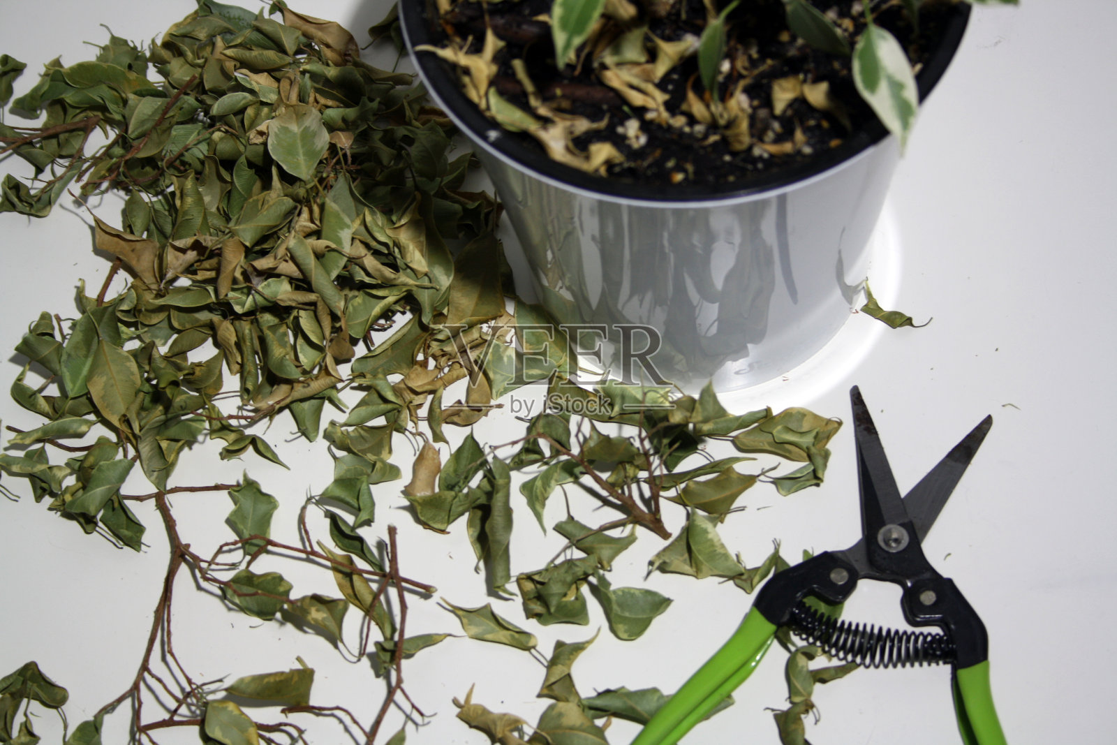 盆栽在靠近墙的桌子上的花盆里。照片摄影图片