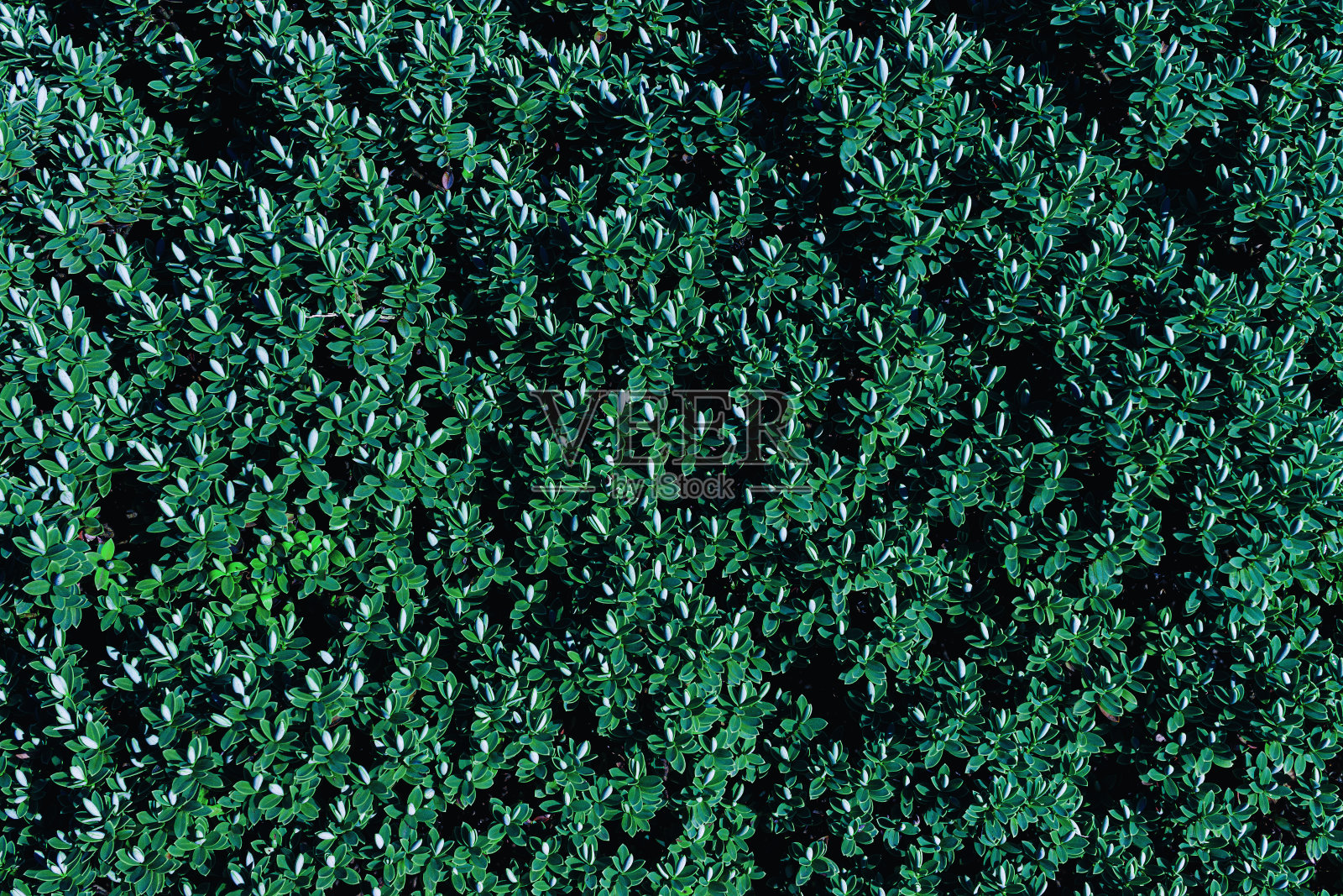 一种草属植物的叶，色调为蓝绿色。照片摄影图片