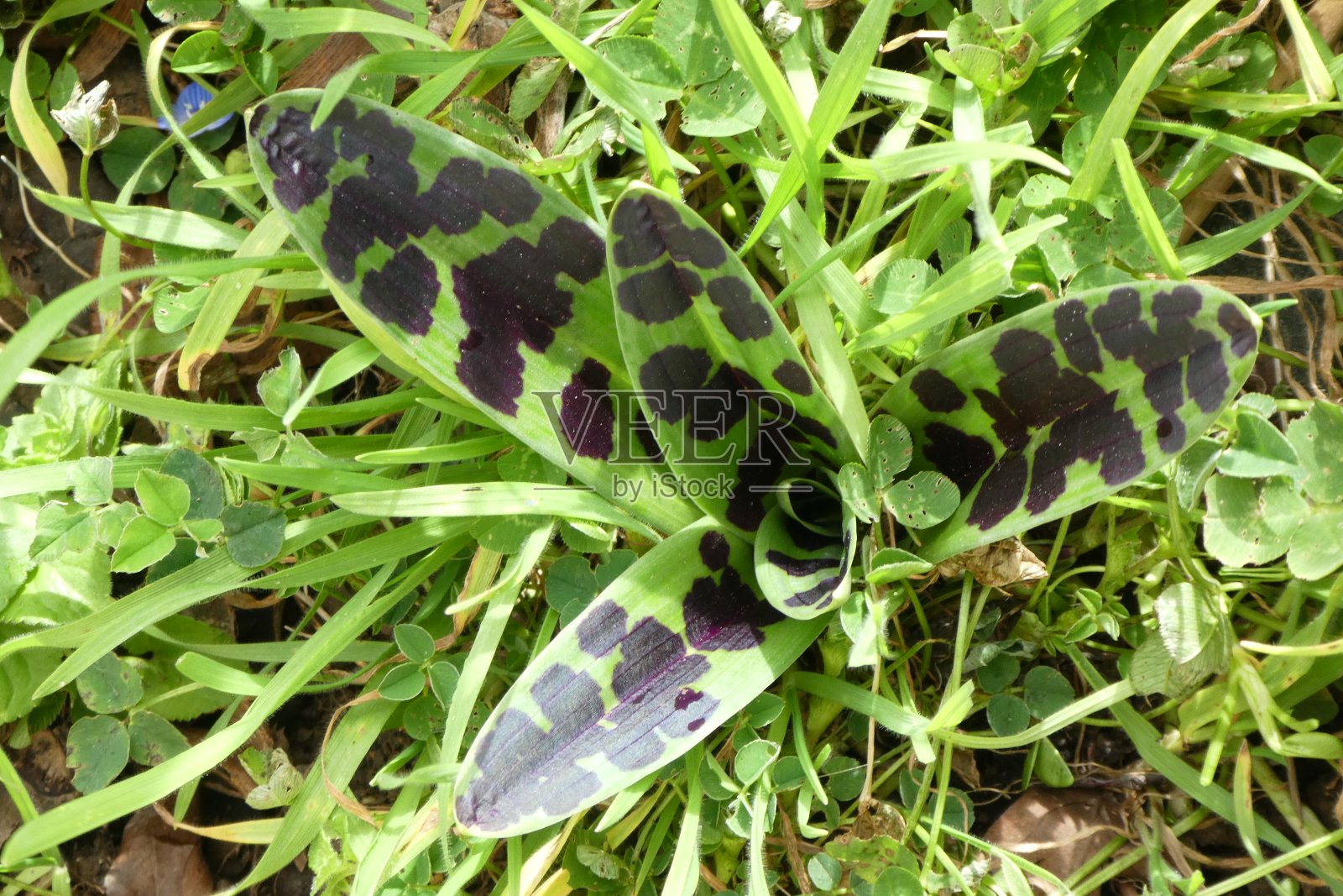 生长在草坪上的野生兰花照片摄影图片