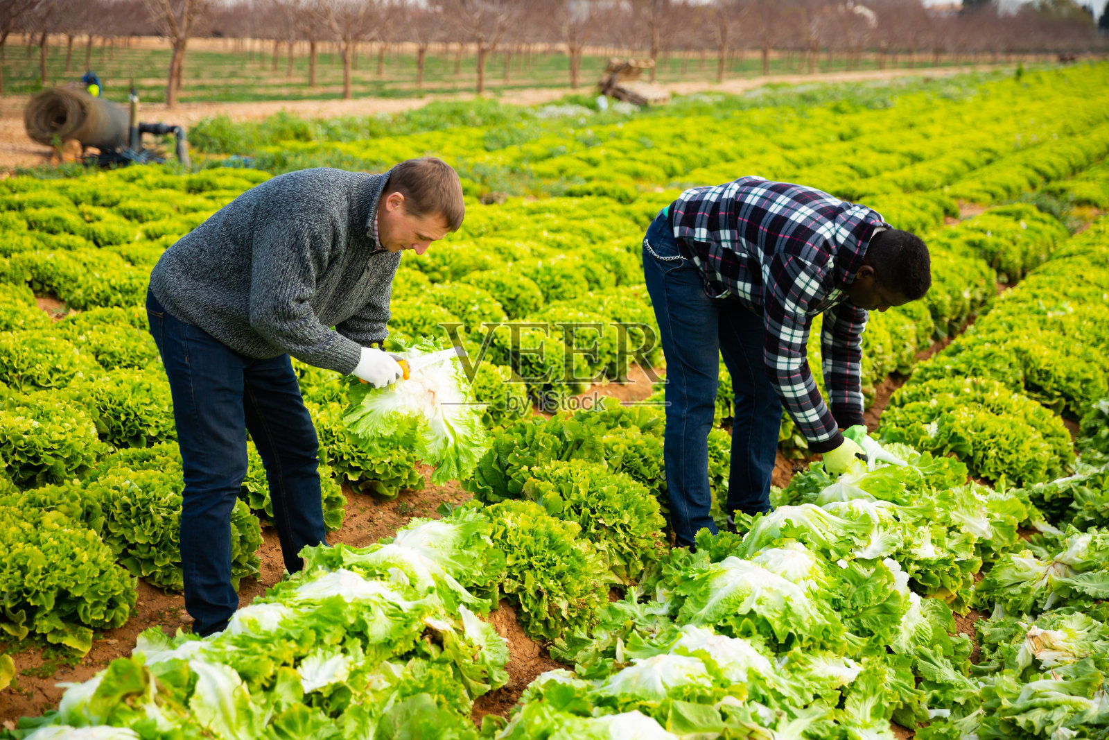 农民正在收割绿叶生菜照片摄影图片