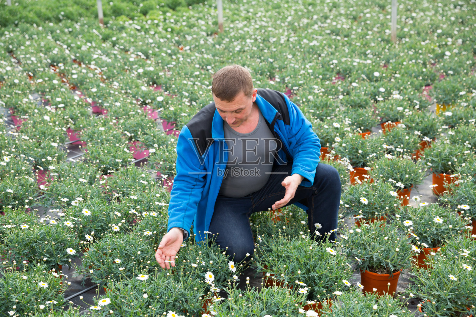 在温室里用白色洋甘菊花工作的雄性照片摄影图片