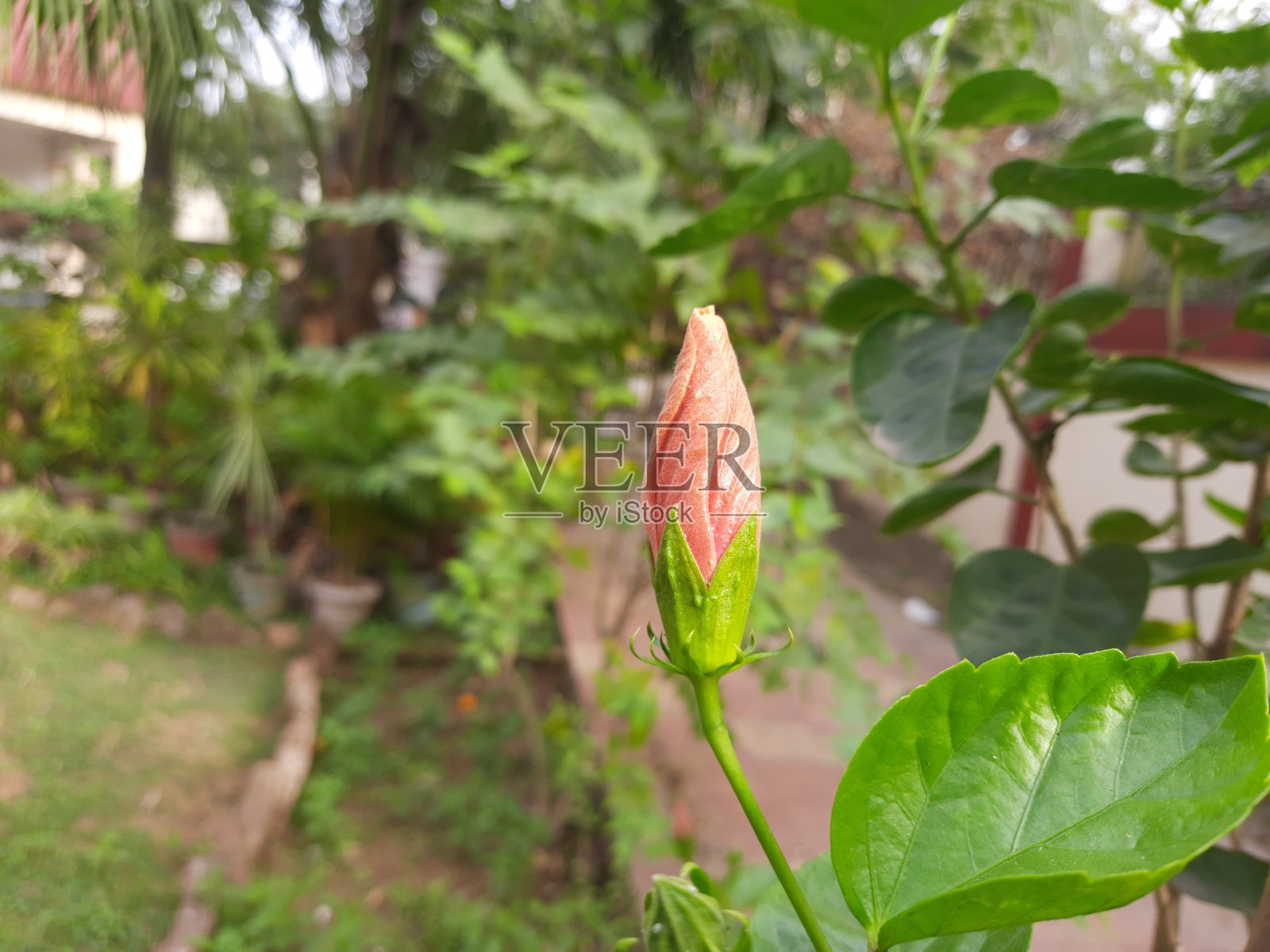 木槿是锦葵科锦葵科的一种开花植物。照片摄影图片
