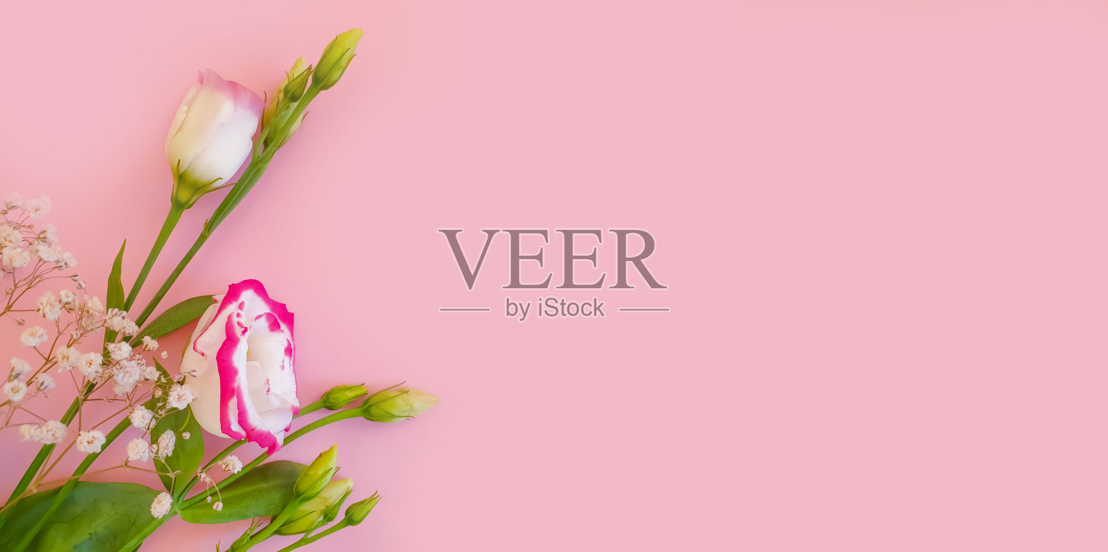 美丽的花朵在彩色的背景春天照片摄影图片