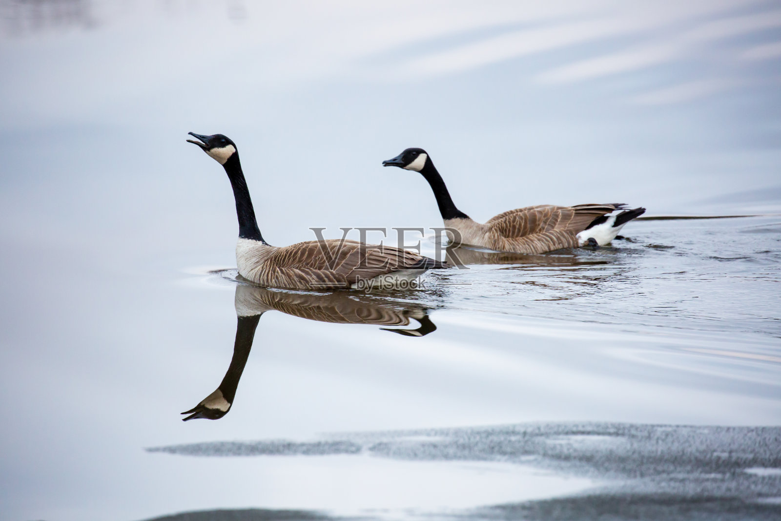 两只加拿大鹅(Branta canadensis)在威斯康辛州部分结冰的湖中游泳照片摄影图片