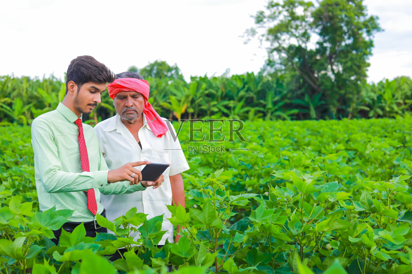 年轻英俊的农学家和农民用药片在棉花地里视察照片摄影图片