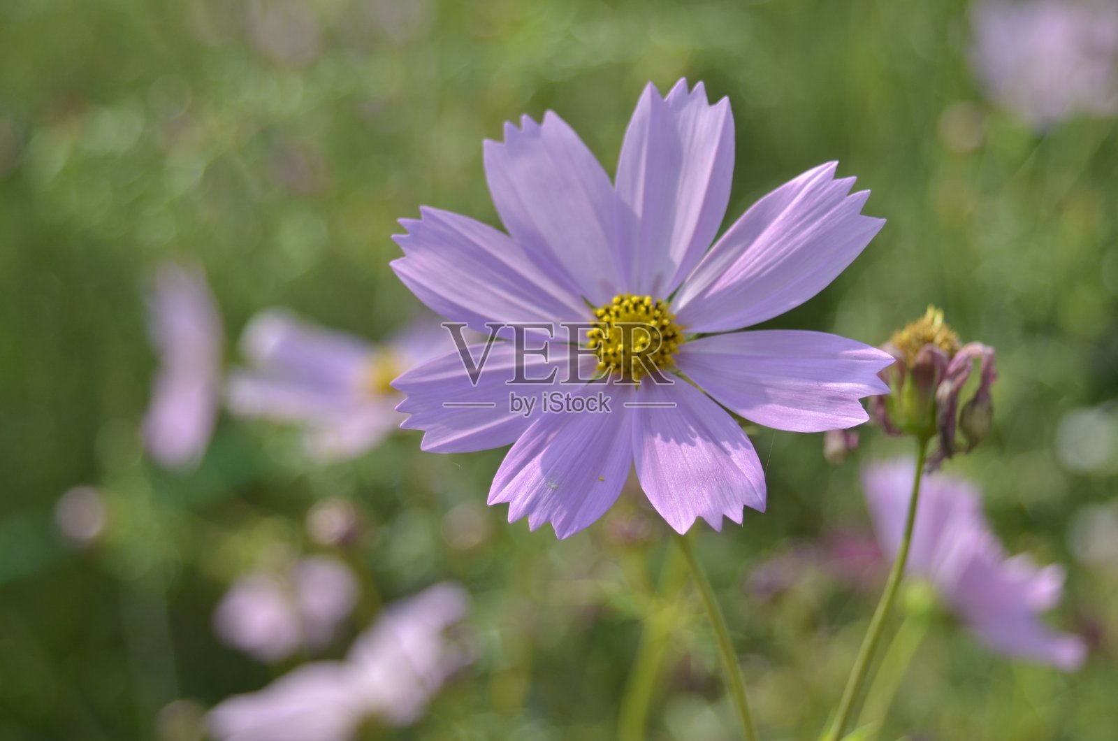 自然照片:彩色花画(越南)照片摄影图片