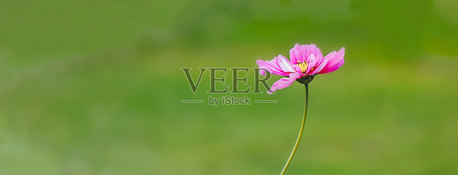 美丽的粉红色宇宙花在自然的绿色背景下。自由空间添加文本，墙纸，横幅，桌面照片摄影图片