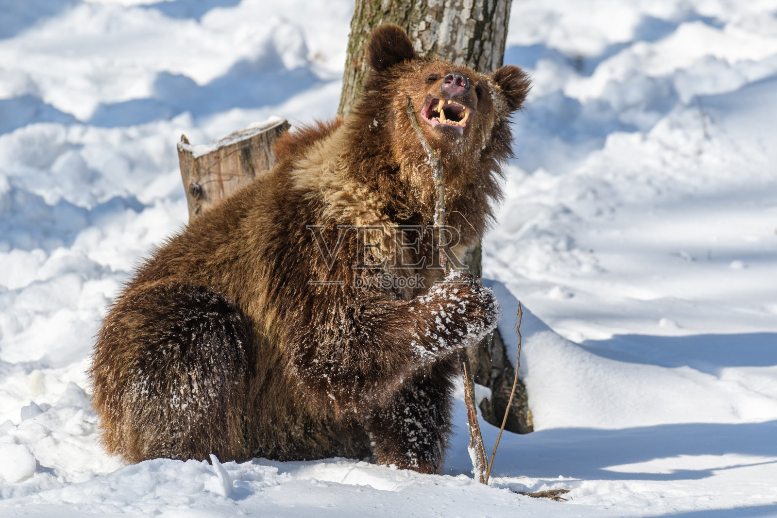 冬季森林中的野生成年棕熊。自然栖息地中的危险动物照片摄影图片