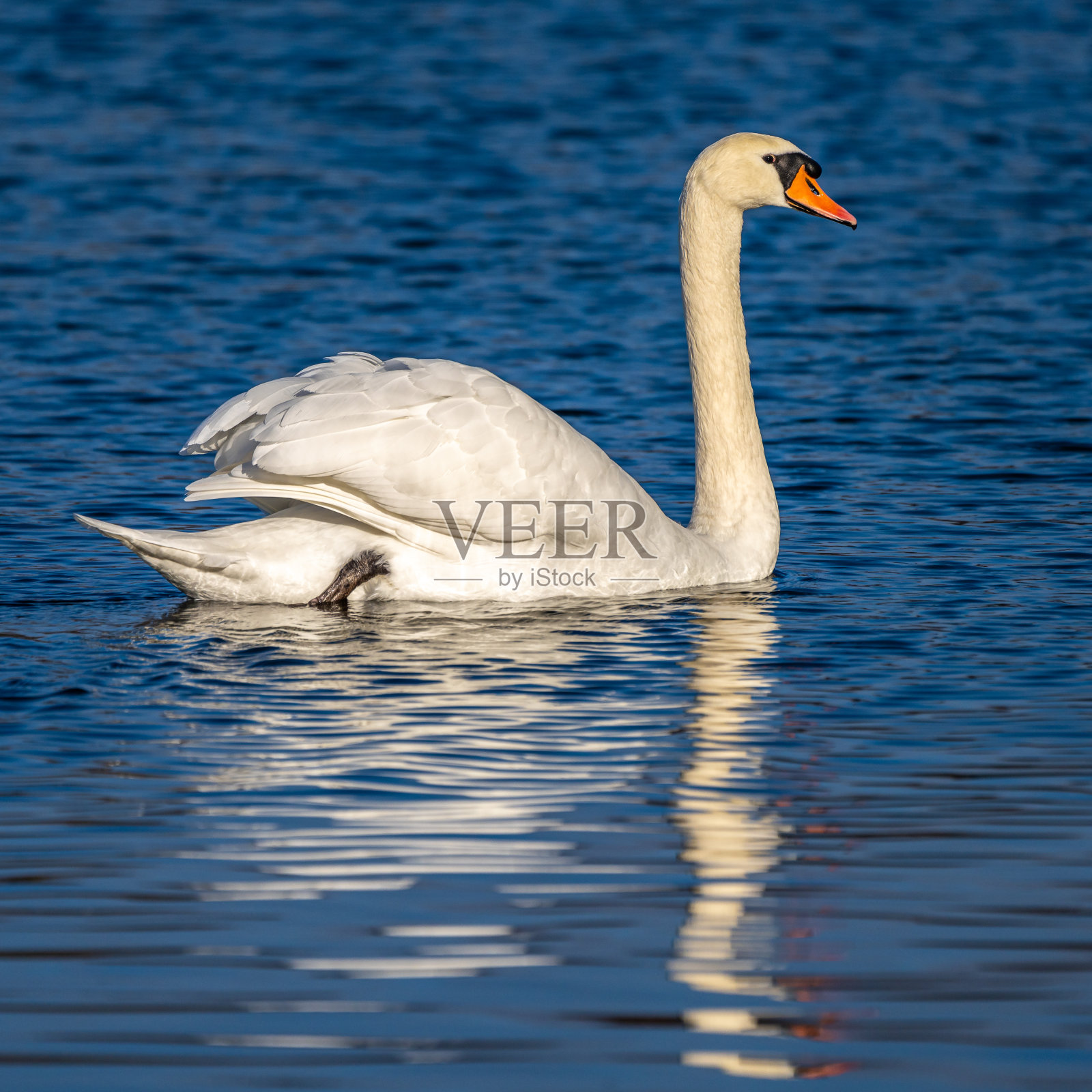 沉默的天鹅，天鹅座的颜色在湖上游泳照片摄影图片