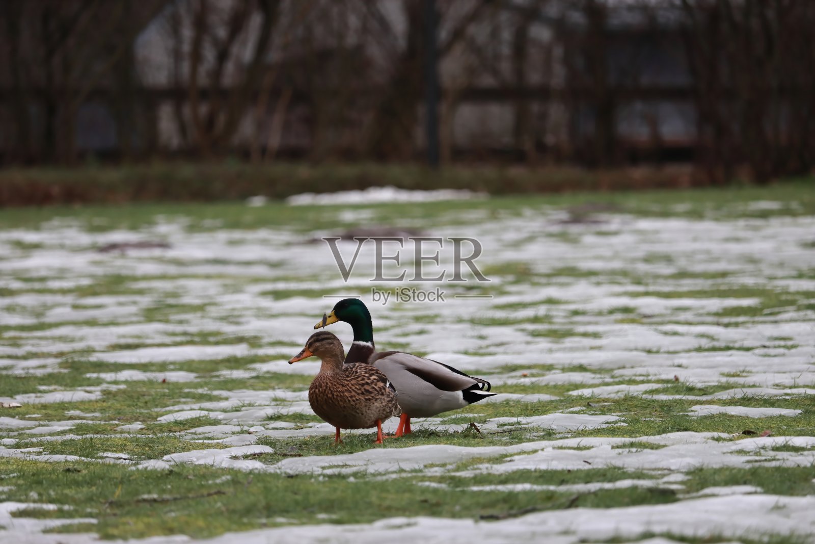 野鸭照片摄影图片
