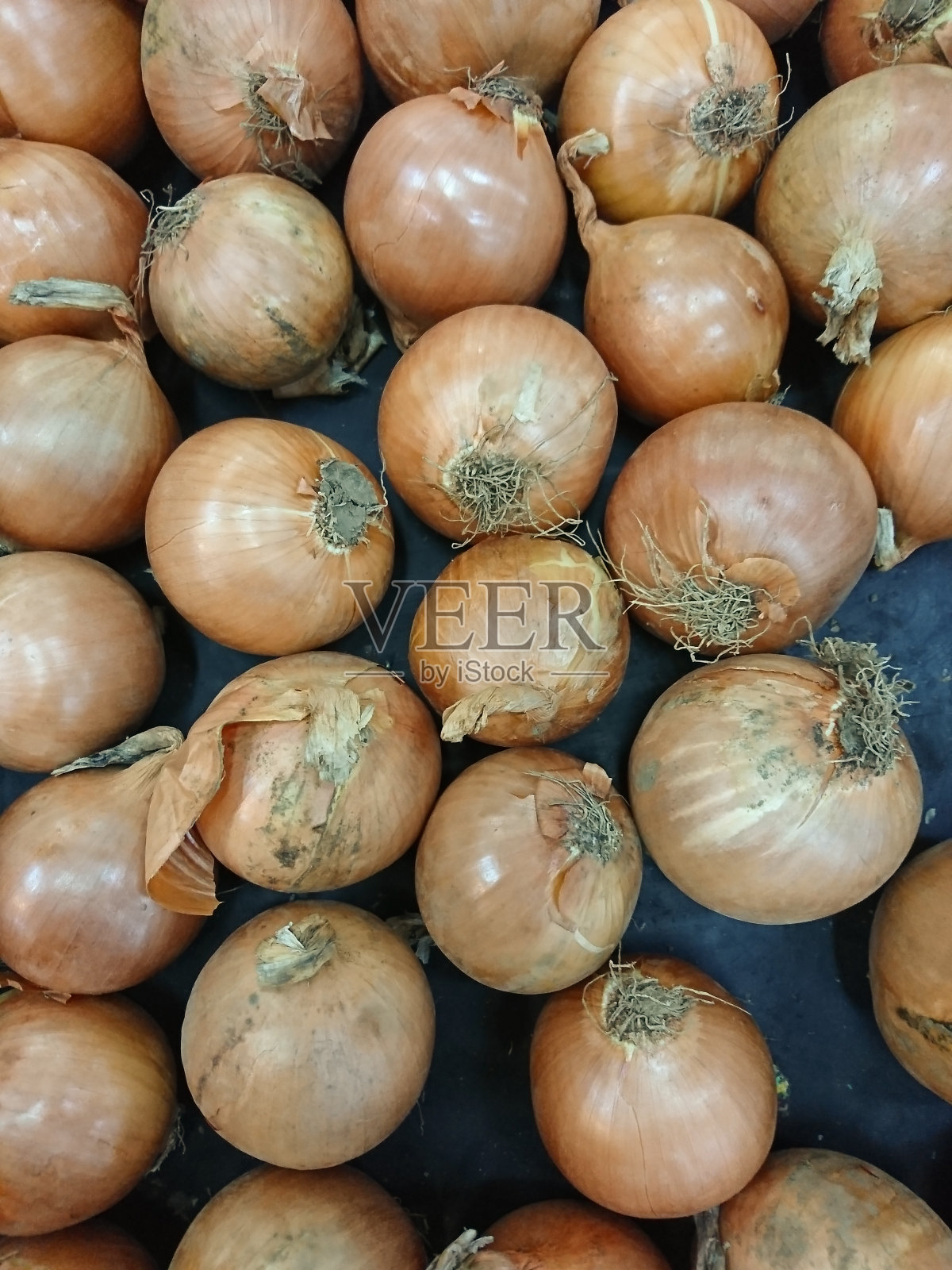 洋葱照片摄影图片