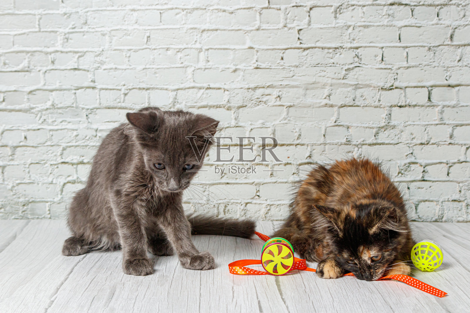 一对漂亮的灰色猫男孩和女孩在砖墙的背景上照片摄影图片