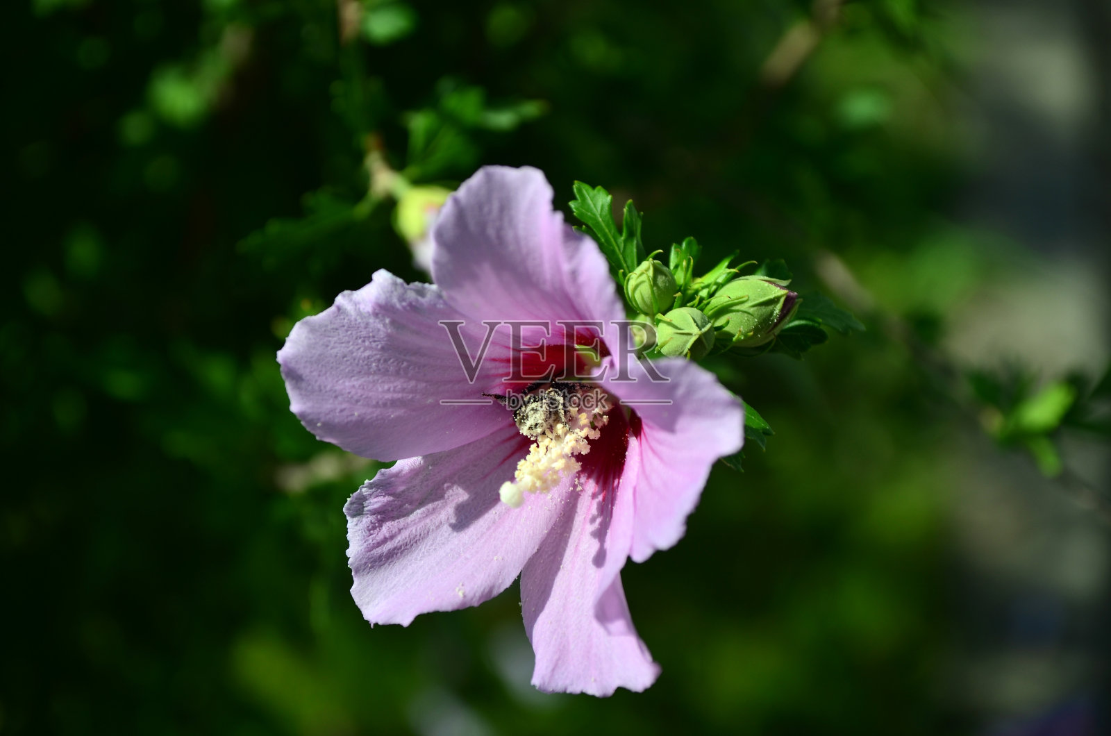 蜜蜂在紫花蜀葵上照片摄影图片