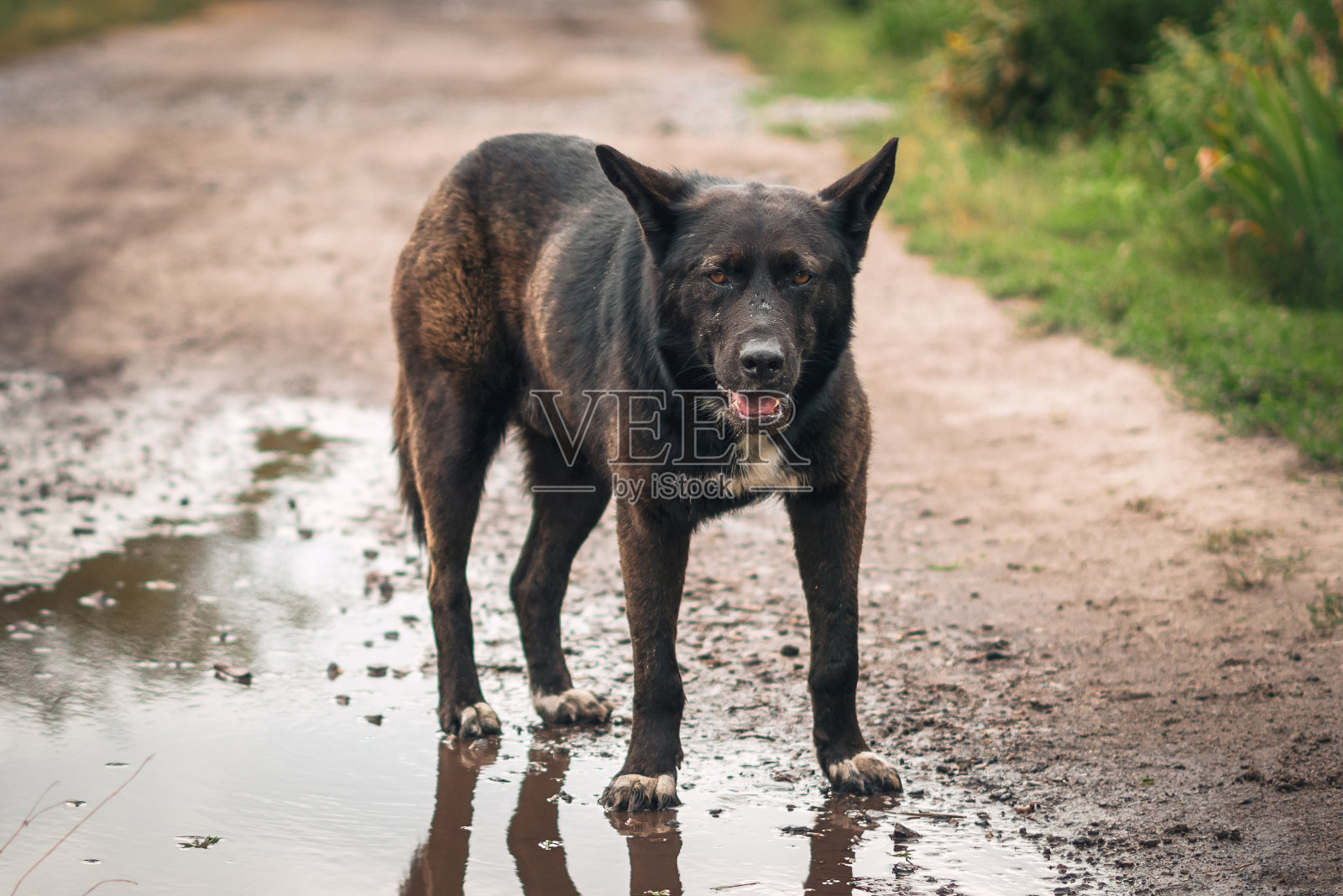 一只无家可归的黑色大狗悲伤地站在一个泥泞的水坑里照片摄影图片