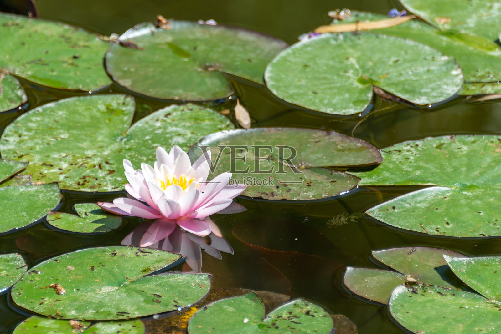 池塘里粉红色的睡莲照片摄影图片