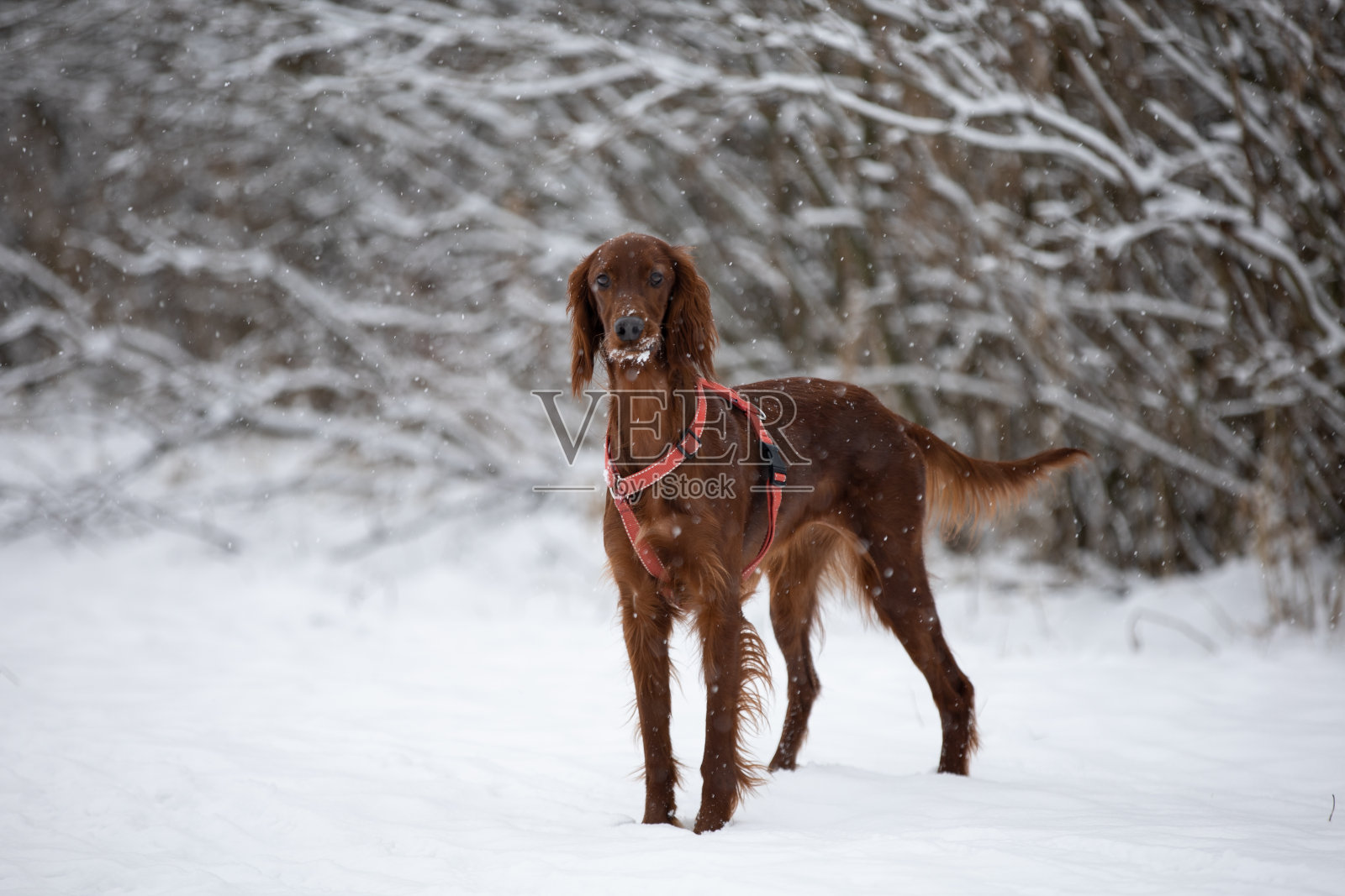 狗在雪地上照片摄影图片