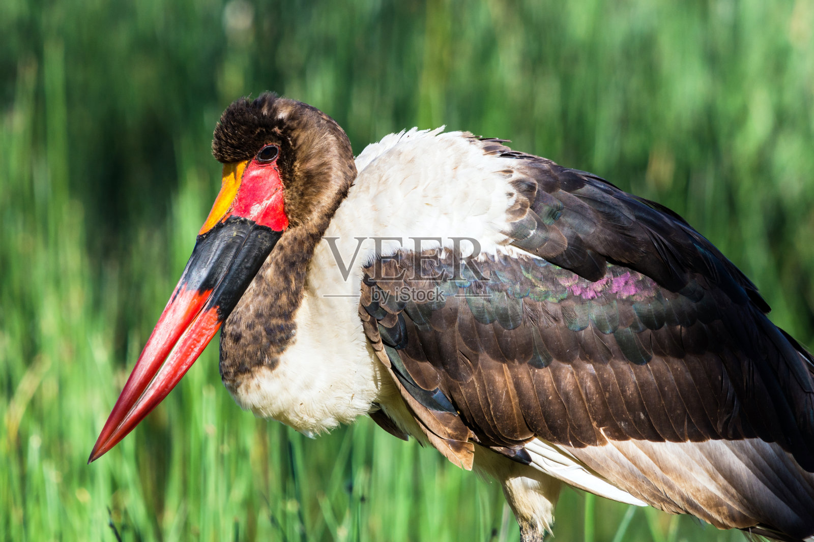 纳库鲁湖的鞍嘴鹳照片摄影图片