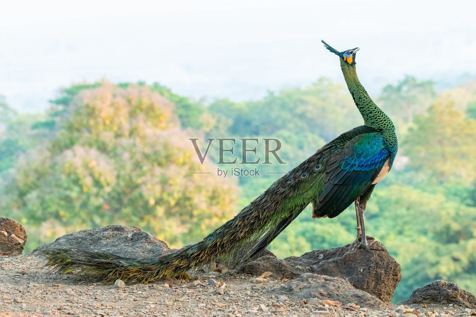 绿色孔雀在空中昂起了头照片摄影图片