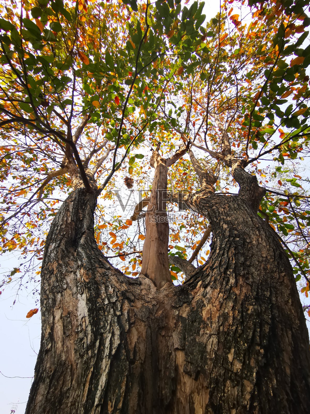 树干的底部视图照片摄影图片