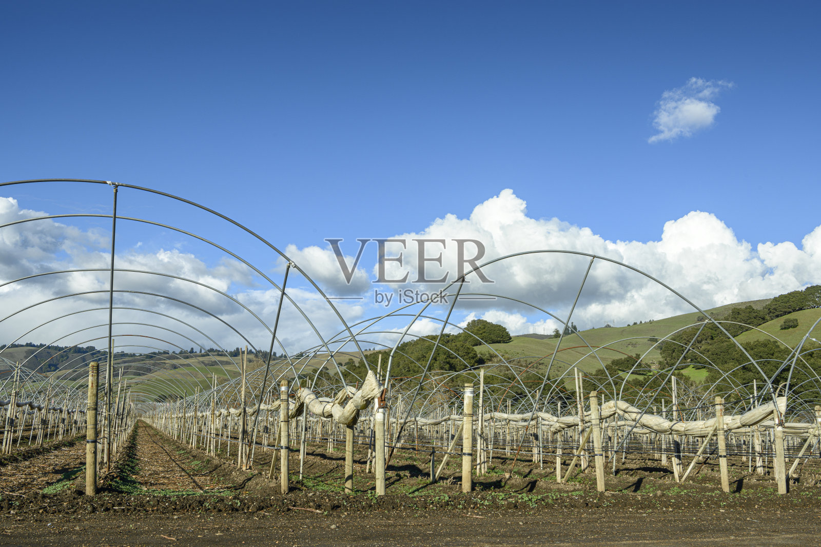 带有覆盆子茎的拱形棚屋的特写照片摄影图片