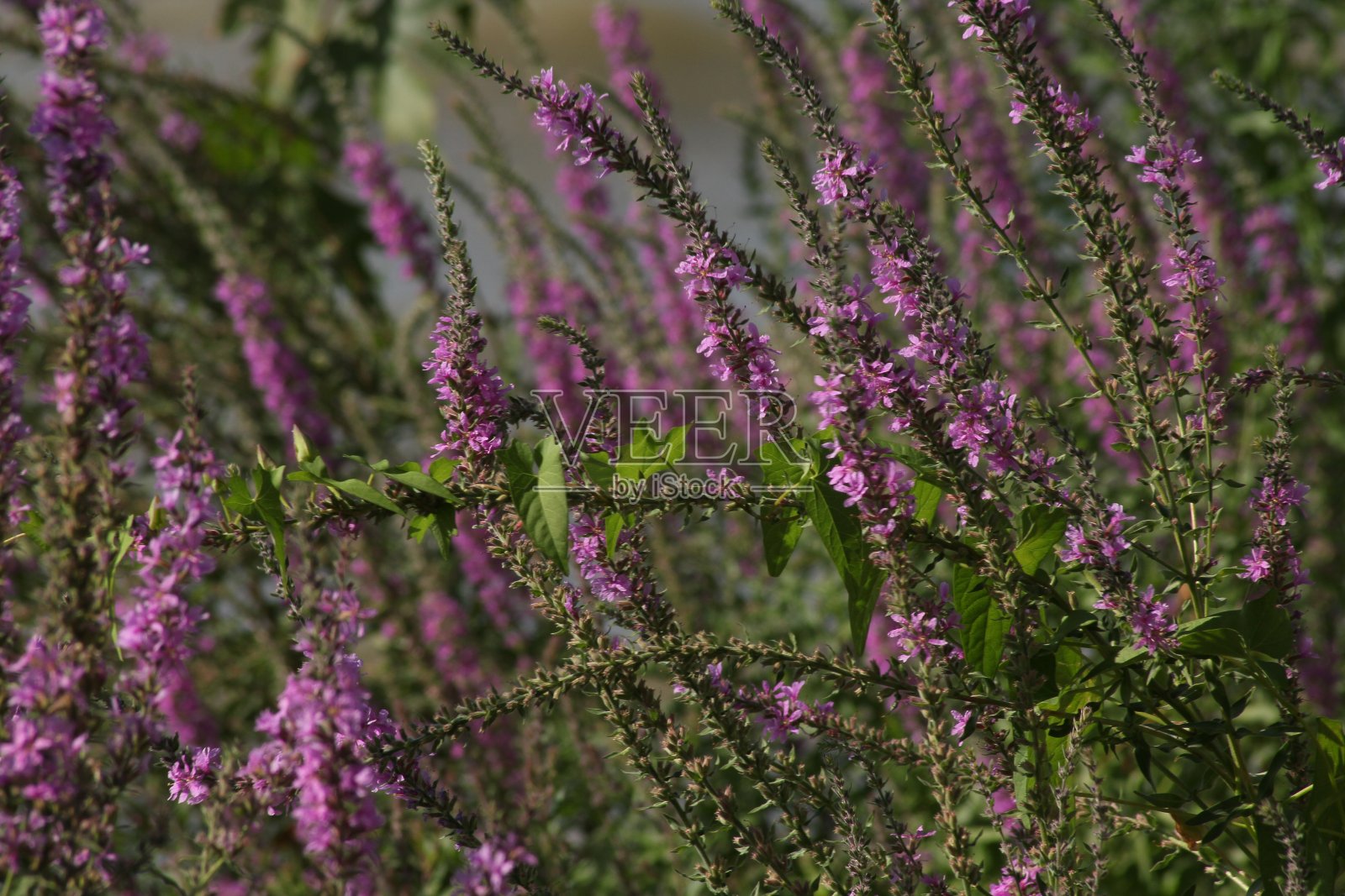 在Golyazı的湖上长着粉红色的花照片摄影图片