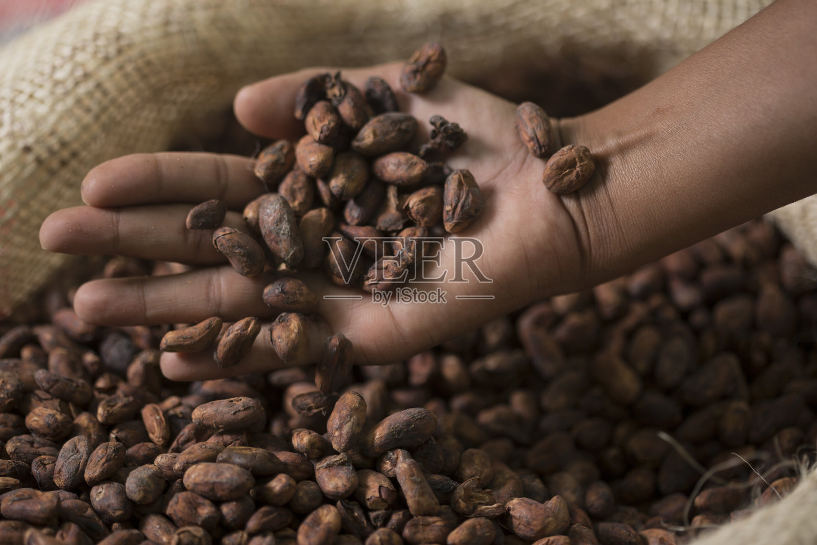 手从袋子里拿着可可豆照片摄影图片