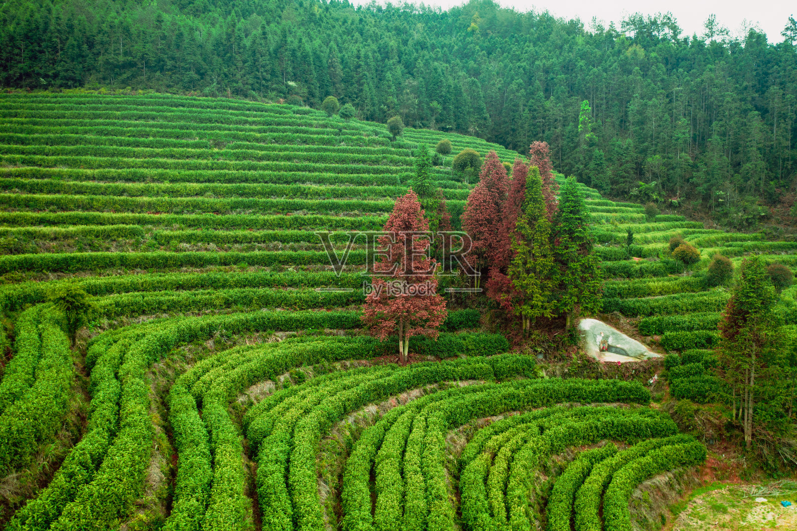 大型户外茶园照片摄影图片